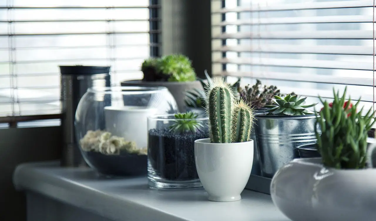 Indoor plants,pots, plants, cactus-716579.jpg